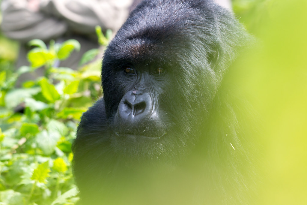6 Days Gorillas And Wildlife Safari in Rwnda