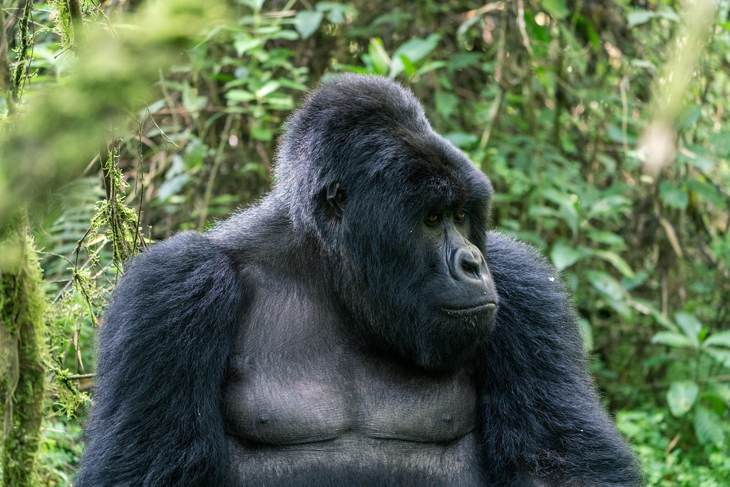 7 Days Gorillas, Chimpanzee and Wildlife Safaris in Rwanda