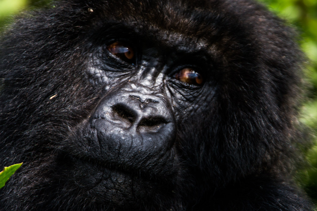 3 Days Gorilla Trekking Rwanda