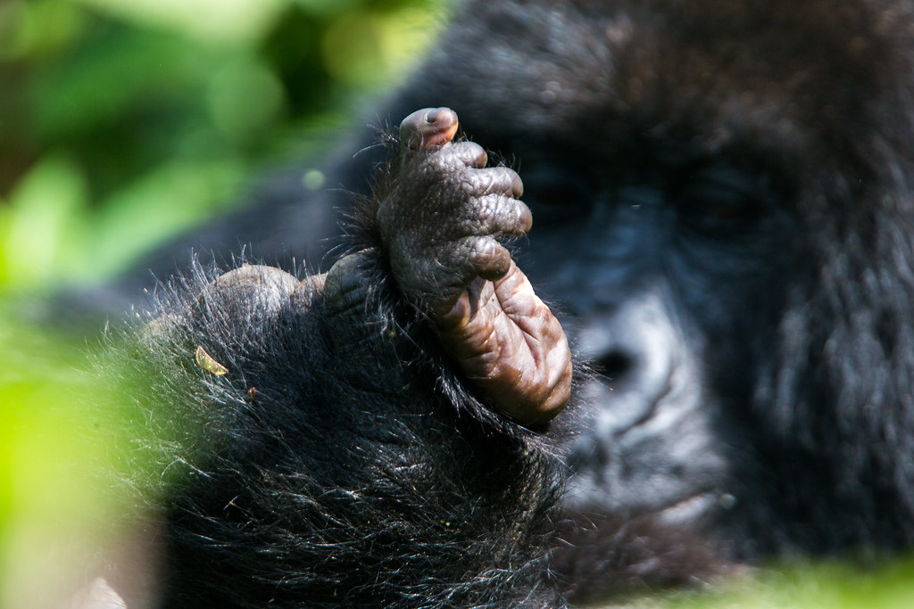 4 Days Gorillas and Golden Monkey Experience