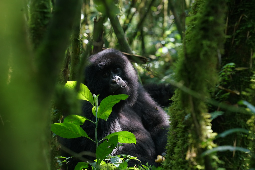 5 Days Experiencing Gorilla, Golden Monkeys & Cultural Experience – Rwanda